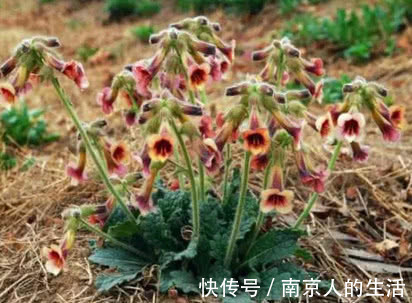 克星|老中医农村1种花是糖尿病“克星”，坚持吃，改善胰岛素