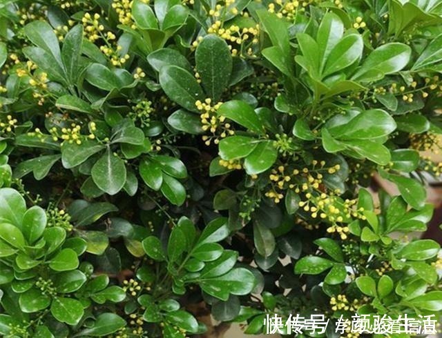 米兰花|不会养米兰花教你3招,让它快快爆盆,开花不断!