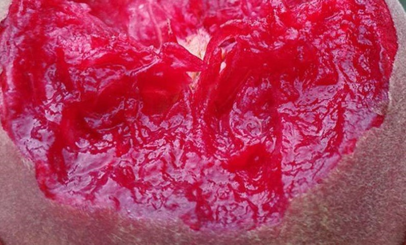 建议家有小院定要种上几样盆栽,沾土就能活,驱蚊又好看