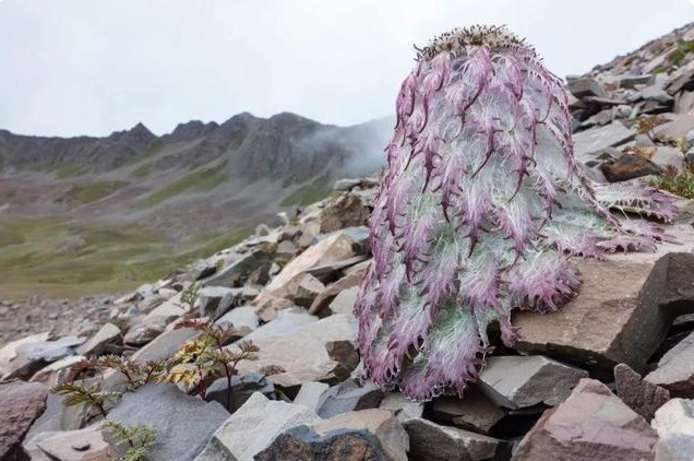 人称“水母雪兔子”,一生只开一次花,这种植物很漂亮见到请珍惜