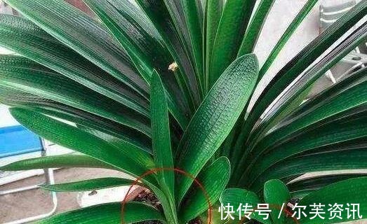 君子兰长太慢快去请“它”来帮忙,不只长新叶还能爆“侧芽”!