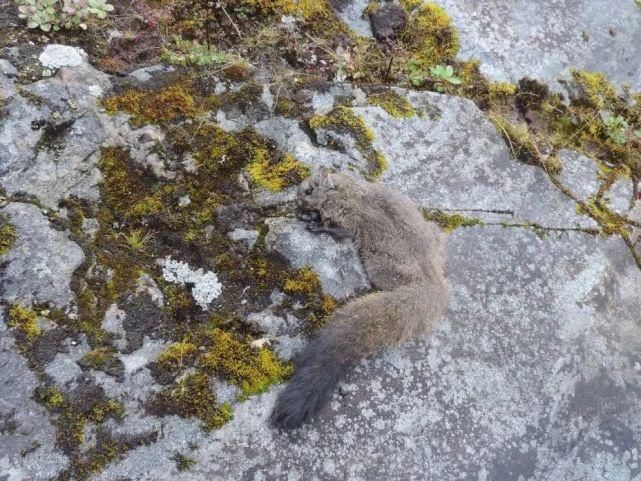 高黎贡山 高黎贡山国家级自然保护区怒江片区发现羊绒鼯鼠属新种