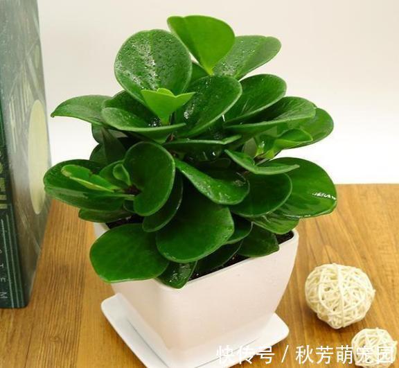 生根肥|夏季高温天,想要居家赏花就盆栽它们,一片叶子都能扦插成苗