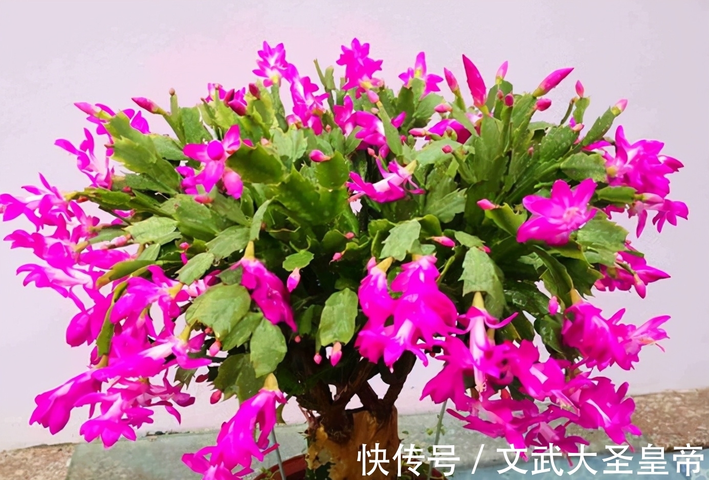 都说蟹爪兰难养,记住蟹爪兰有“8怕”,挨个避开,才能叶厚花多