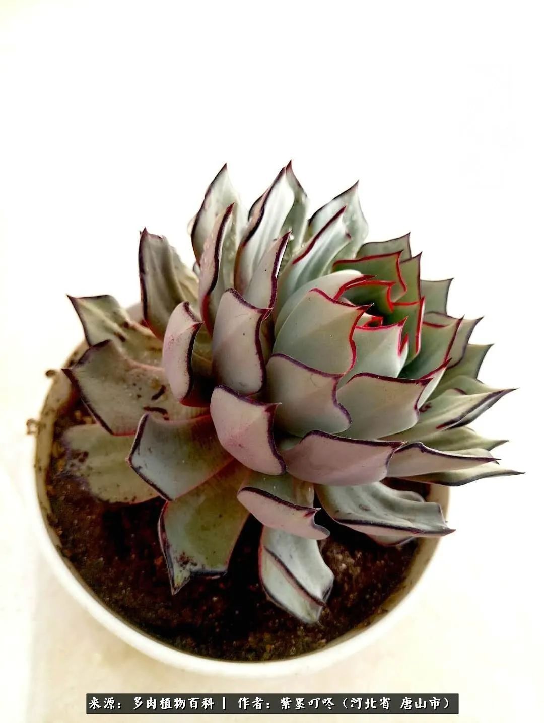 从平凡中寻找美感,从噪杂中寻找宁静——多肉给予我的心灵疗愈!