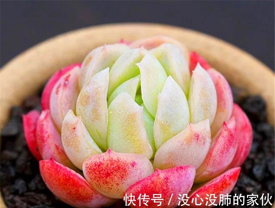 多肉中的“水晶包子”,爱群生爆头,晶莹剔透粉嫩可爱,适合新手