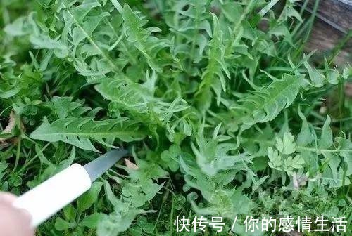 泡水|月經走后，用它泡水喝，養子宮，預防婦科疾病炎癥