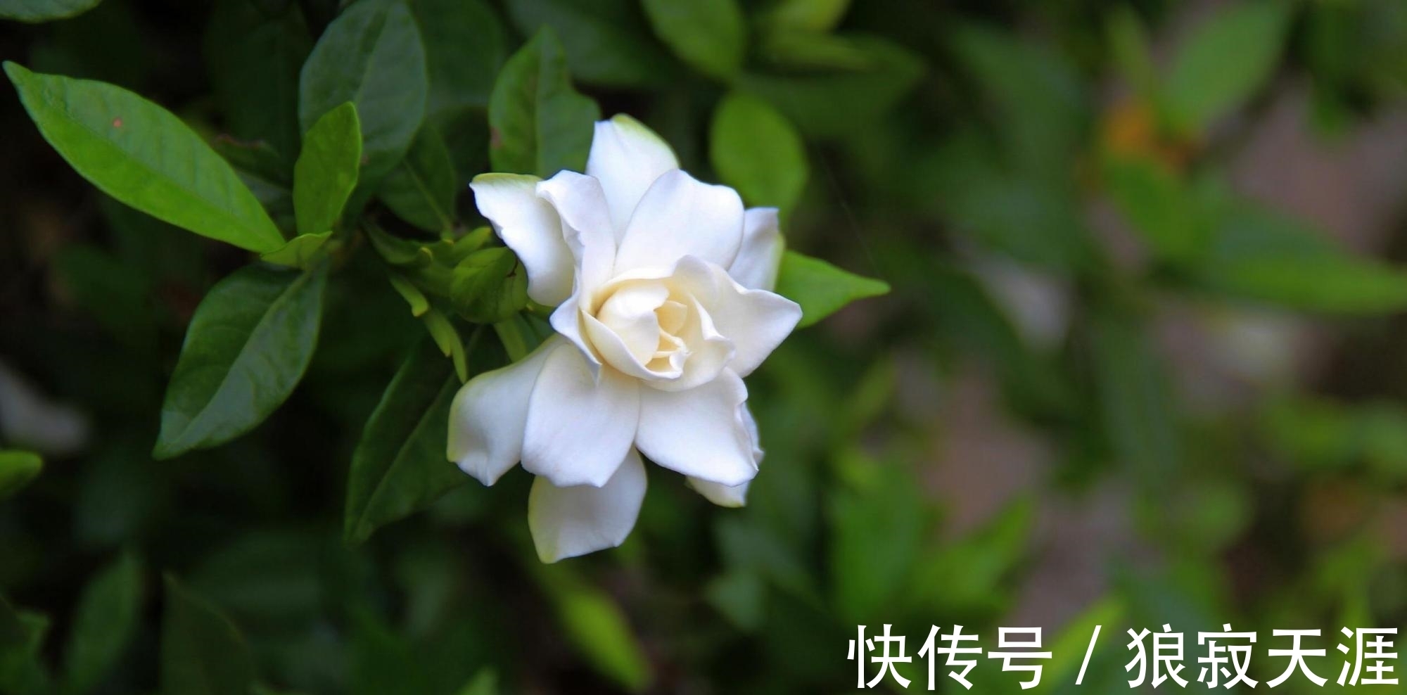 养殖|栀子花叶黄掉苞,是3大原因造成的,怎么办?