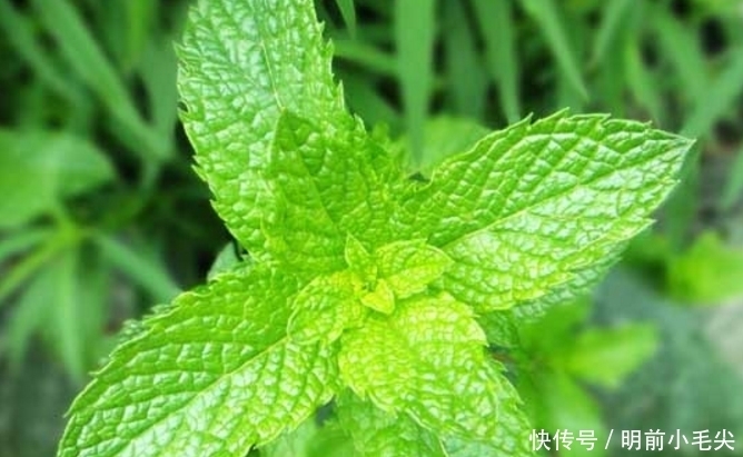 农村里夏天必吃的野菜 清凉作用和 缓解蚊虫叮咬 你有吃过吗 全网搜