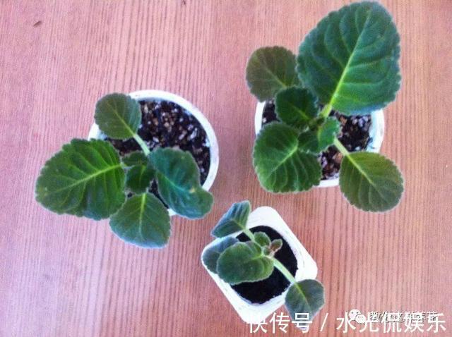 浸盆法|1种花超耐阴，一点散光就爆盆，花一开就是200多天！