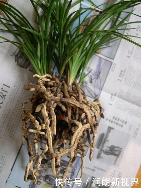 养花|换下来的“旧土”怎么办几个小方法,旧土变新土,照样能养花!