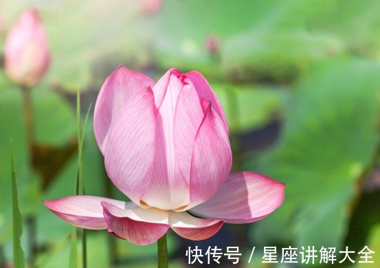 属相兔属兔|10月中旬开始，福星高照，4属相桃花朵朵，财源广进，心想事成