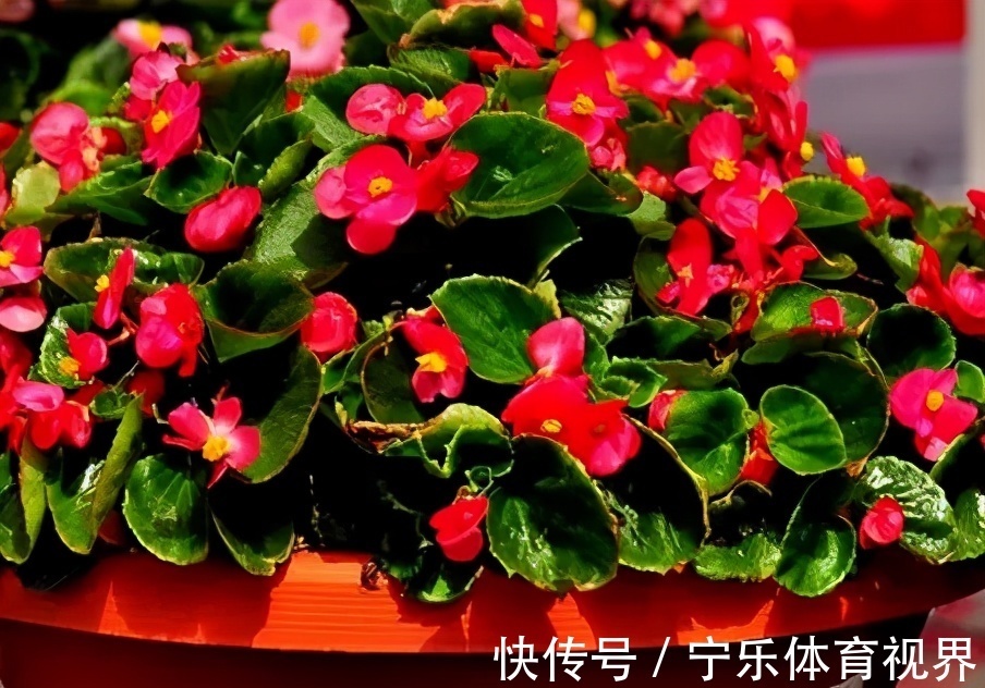 号称“开花机器”的4种漂亮花,养一盆赏花300天,是阳台盆栽佳品