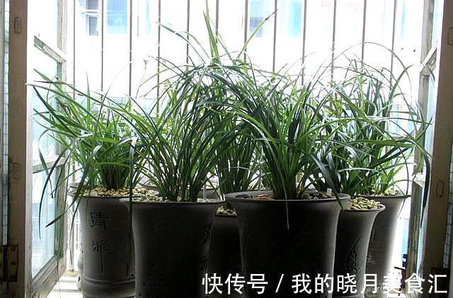兰花娇气不好养,牢记三不二多,不停爆叶花开刹不住