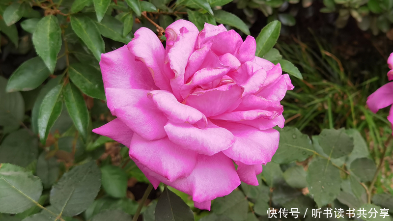 花花世界|紫色月季花在北京的花花世界中最显高贵