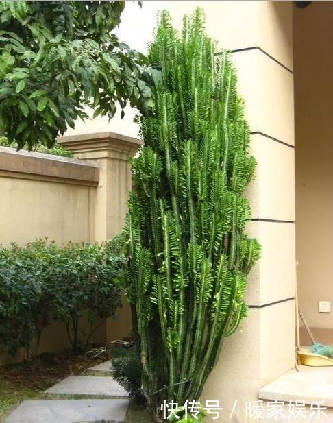 旺财镇|人养花，花也养人，聪明人养此3种花，旺财镇宅，知道的人不多！