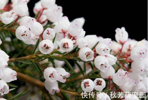 茶花|冬天就养此款植物，好养易打理，花色柔美，花朵烂漫迷人，美爆了