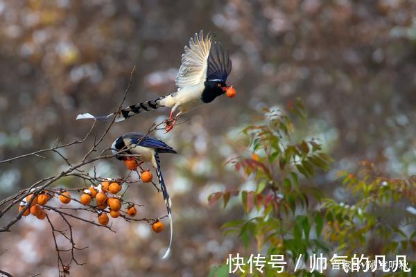 七律@律诗/七律《鸿鹊》