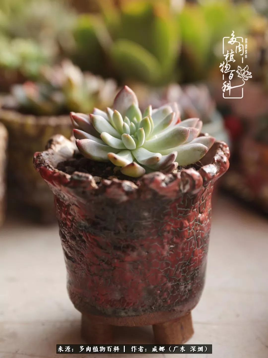 笼子里露养的多肉,越养越美!有多肉的日子伴着小确幸!