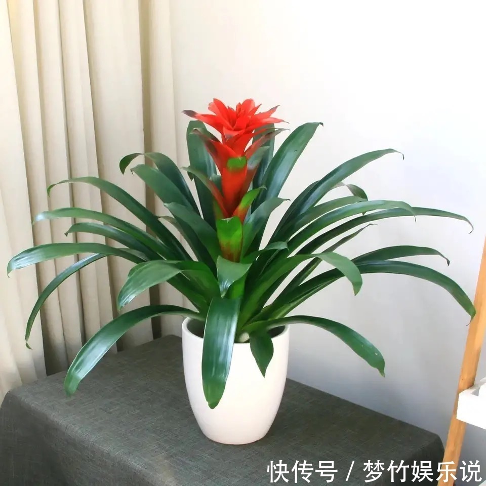 常见的四种“聚财”花,好养又漂亮,你更喜欢哪一种呢?