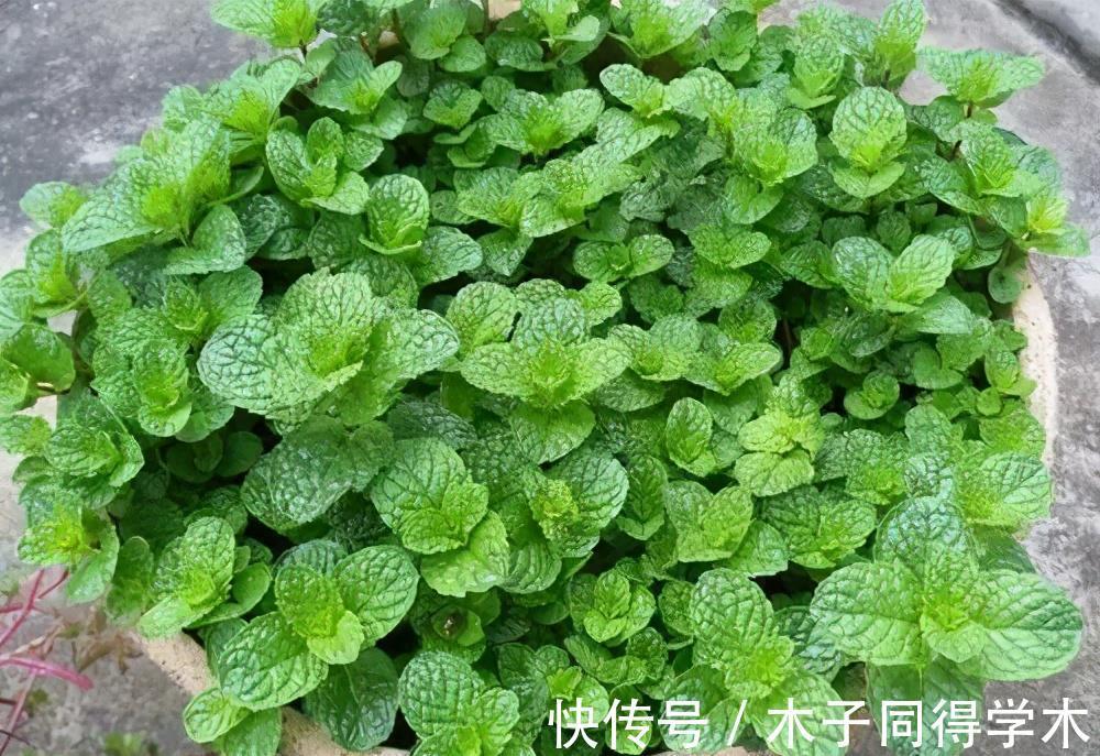金枝玉叶|4种漂亮花,7月别忘了修剪,还能再开一茬花,剪得越狠花朵越多