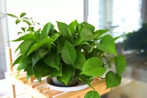 家里的一种东西,用来浇花,像打鸡血一般开得一茬接一茬