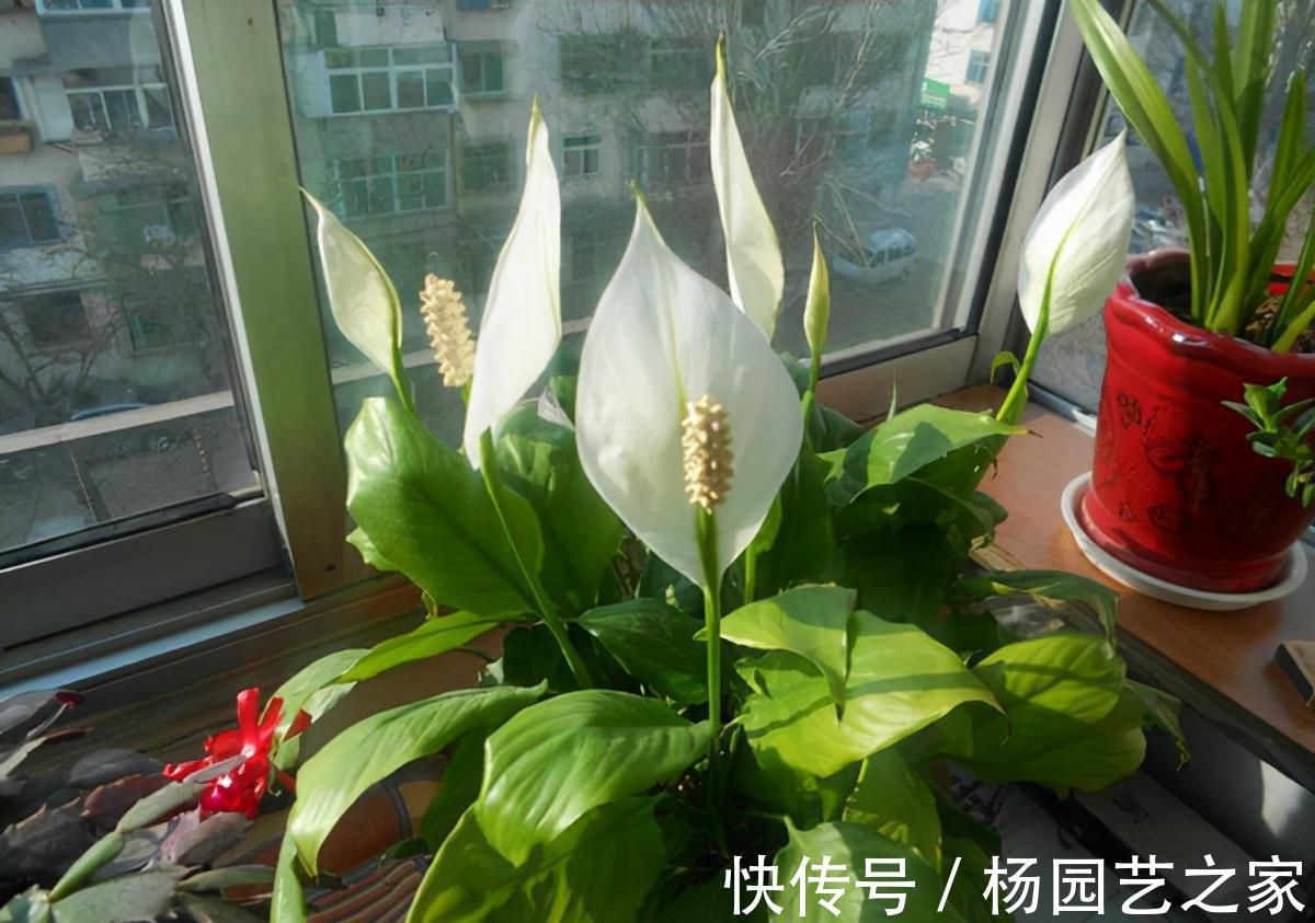 客厅|6种“吉利花”，养在客厅最适合，好看又大气，不见光照也能开爆