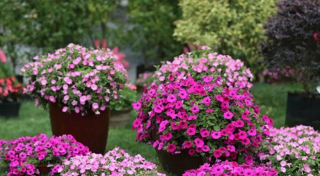开花|6种“漂亮花”,长了就狠剪,舍不得剪害处大,耽误一年开花量