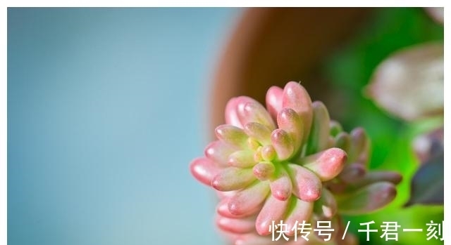 花草君|好看又好养的三种多肉，特别适合既懒又傻的小白花友