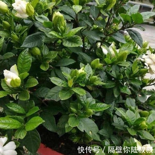 怎么回事|刚买回家的花卉,没几天就黄叶了,这是怎么回事