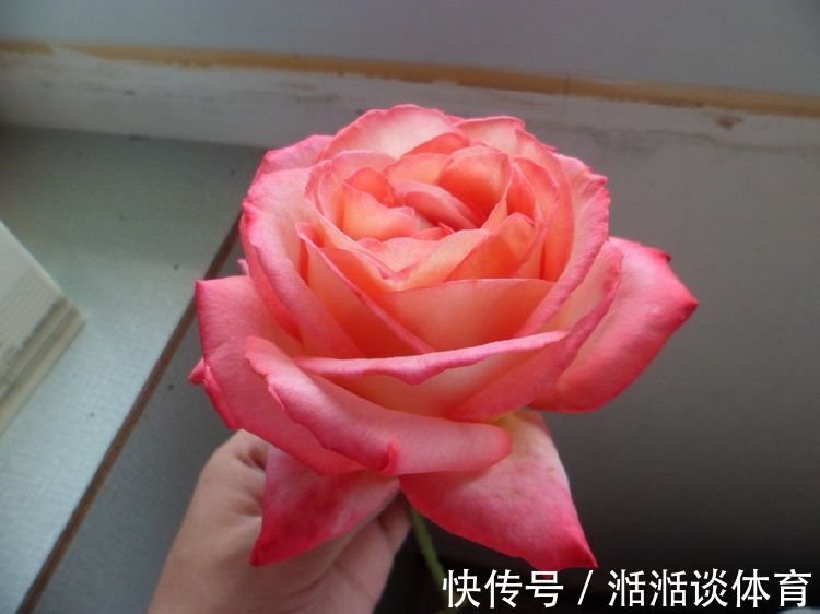 喜欢牡丹,不如养盆“玫瑰珍品”宠爱小姐,花开浓艳,极为少见!