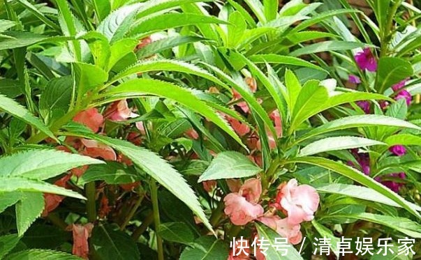 止痛|专家路边的野花，能祛风湿，解毒，活血止痛，远离妇科疾病