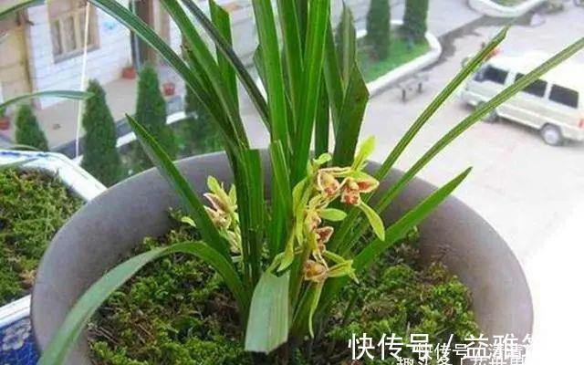 旧筷子养花真不错,直接插在花盆里,这次浇水心里有数了