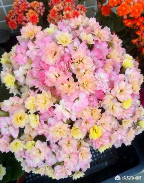 快两个月了，长寿花的花苞还是打不开到底是怎么回事儿？