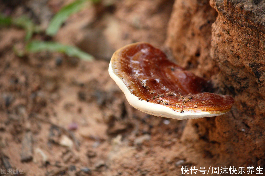 失眠“最怕”的一种零食，没事就多吃一点，失眠或会悄悄溜走