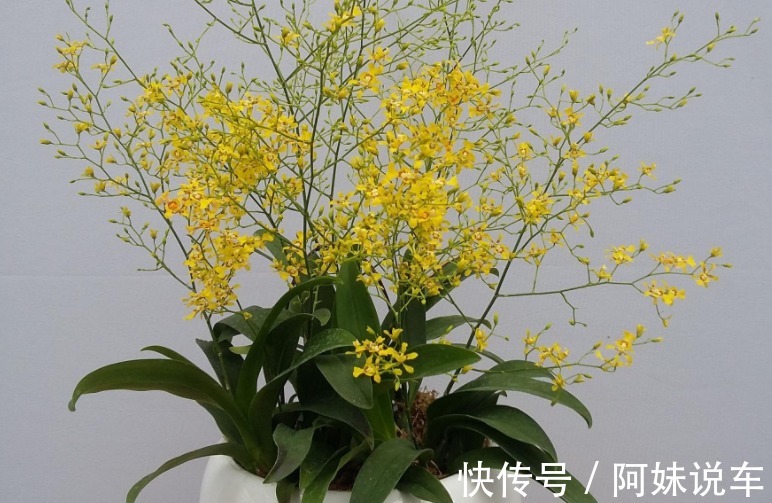 新手养兰花就养文心兰,寓意好、颜值高,盆栽要点仅有3个