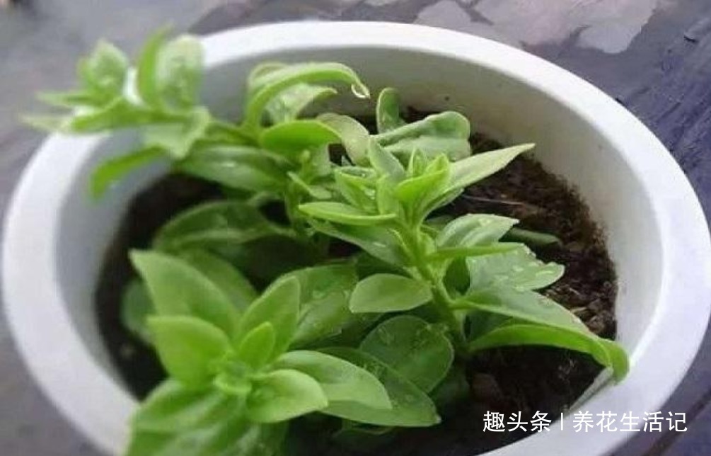 扦插长寿花，用这个方法成活率高，年底能赏花，花朵艳丽繁多