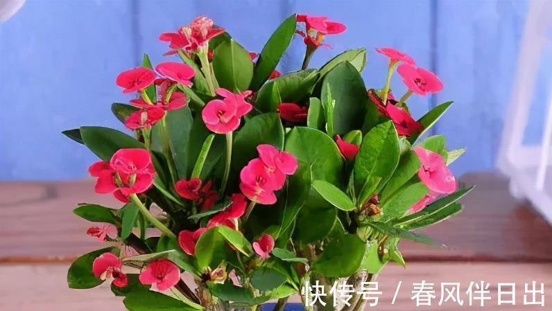 佳品|号称“开花机器”的4种漂亮花，养一盆赏花300天，是阳台盆栽佳品