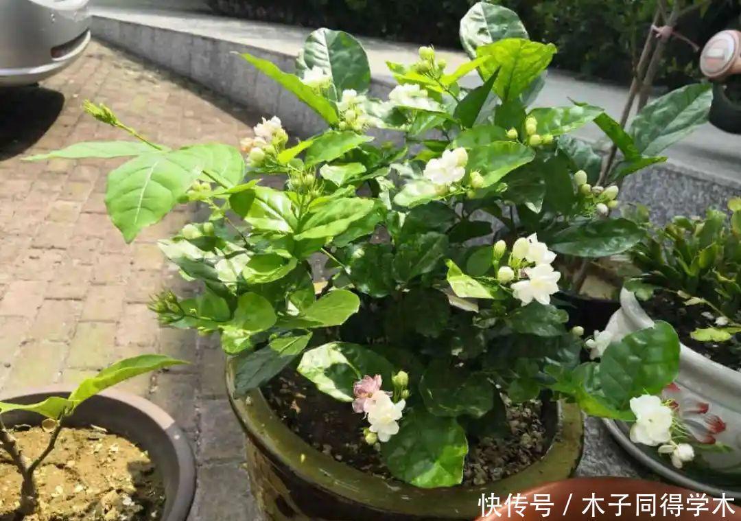 马上进入花期的花,10天一次肥,下个月就开花