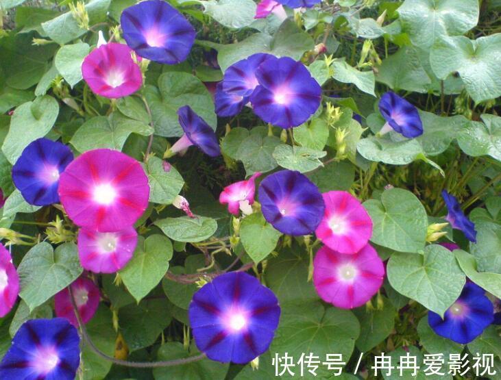 花友们|十二生肖，各有各的“幸运花”，爱花人别养错了