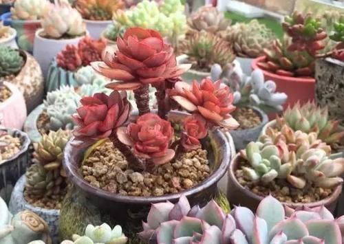 煤渣|多肉养根篇:往盆底放些“它们”,叶子肥成球,根须挤满盆