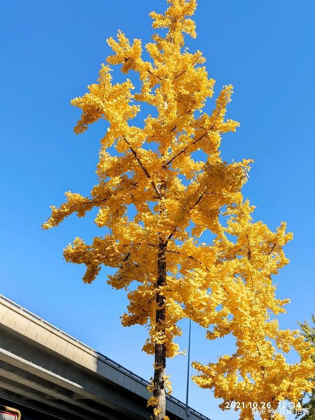 北京|北京郊区的秋天的感悟