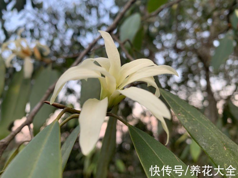 文殊兰$佛教“五树六花”,适合养在家里,凝神静心特养人