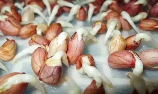发芽|四种食物发芽后营养或会倍增,有你爱吃的吗?