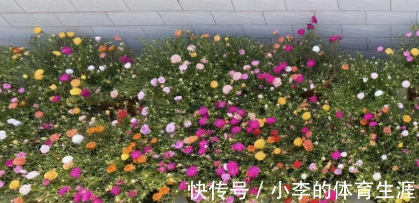 家里有个小院子别浪费，养这3种花，打理简单，开花如花海
