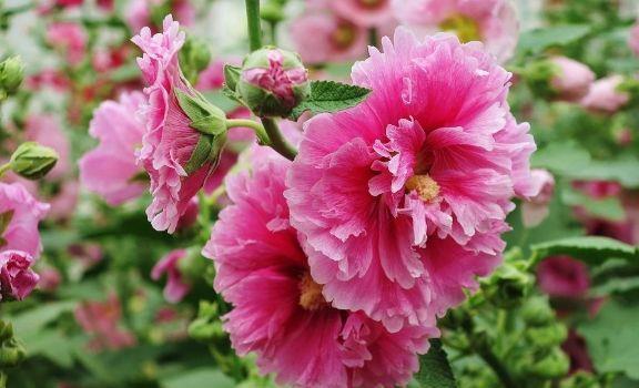 养花就养4种花，浇水就疯长，开花爆盆很容易