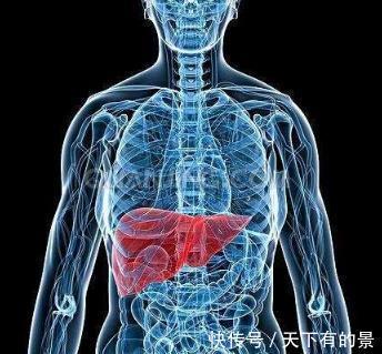 肝脏|肝脏若不健康，可能会收到此些信号，别假装没看到忽视了