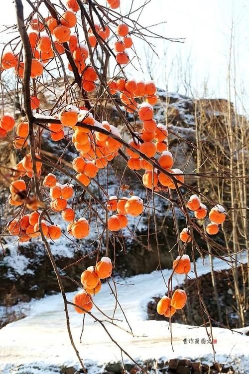 一方水土：这条沟的柿子一直不摘，雪打红柿特别美