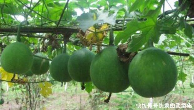 咳嗽老是不好多用一果泡水,坚持7天,止咳化痰,一整年不生病