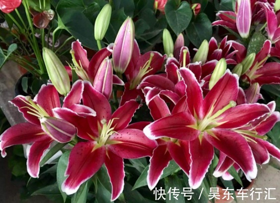 能为家中添“好运”的3种花,新的一年迎好运,家中万事兴旺